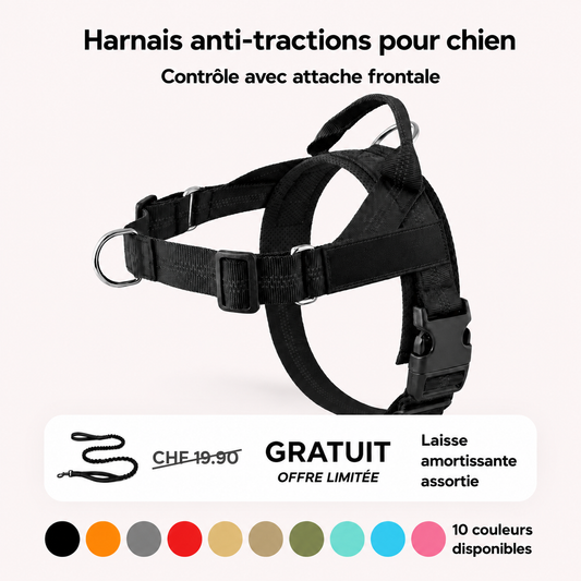 Harnais confort & laisse anti-chocs
