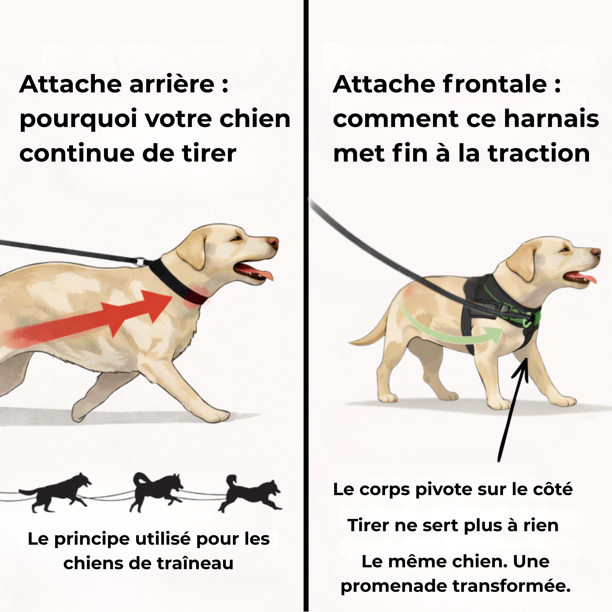 Harnais confort & laisse anti-chocs